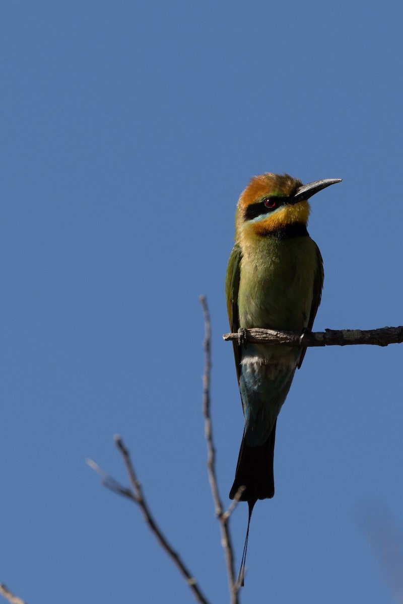 Rainbow Bee-eater - ML612543190
