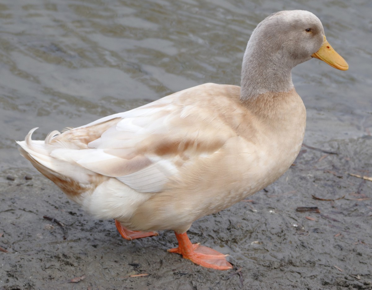 Mallard (Domestic type) - ML612543194