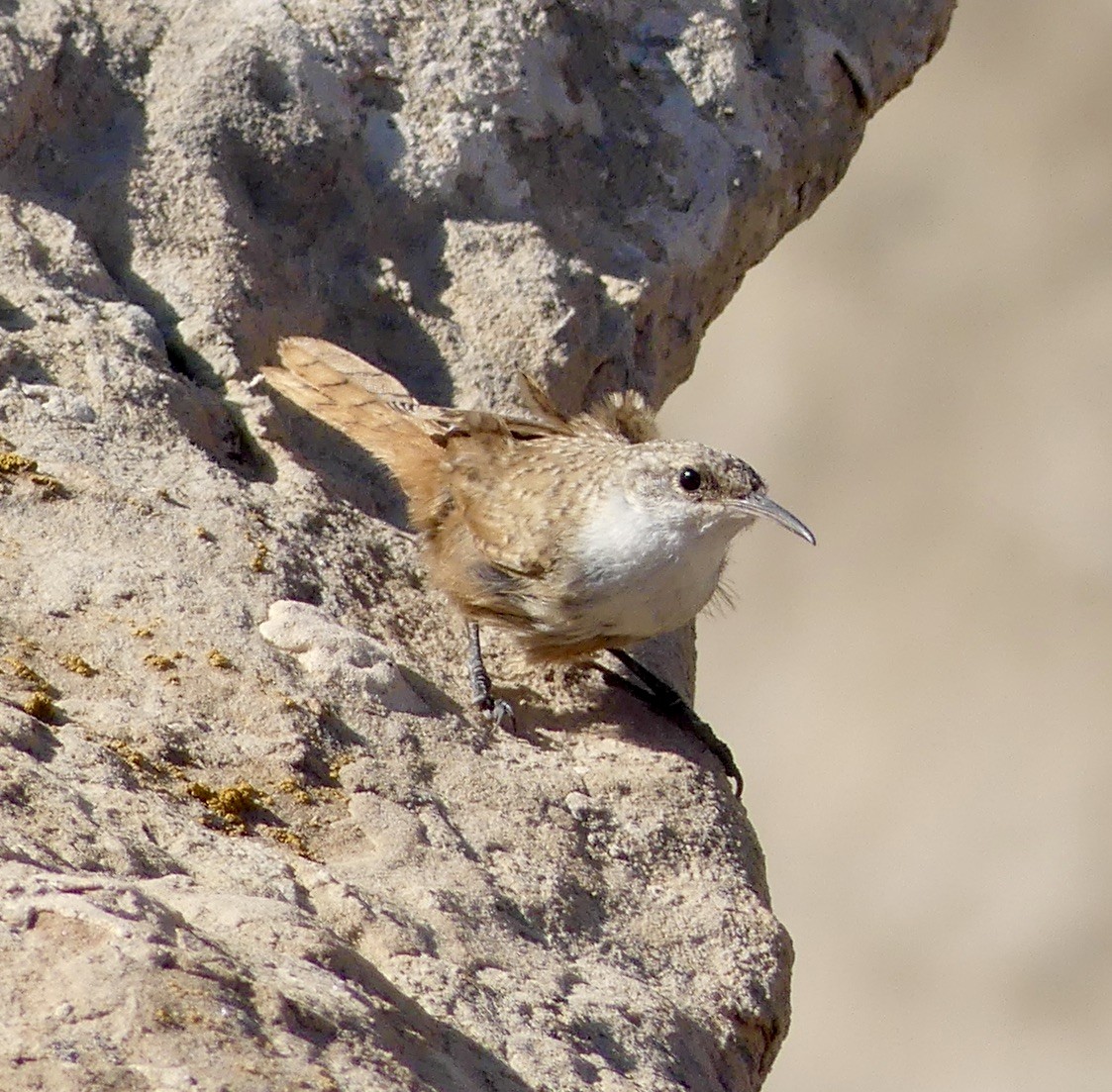 Canyon Wren - ML612543204