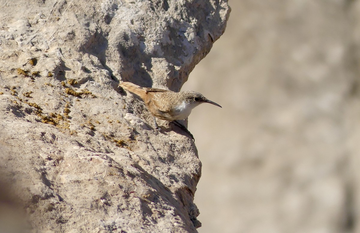 Canyon Wren - ML612543208