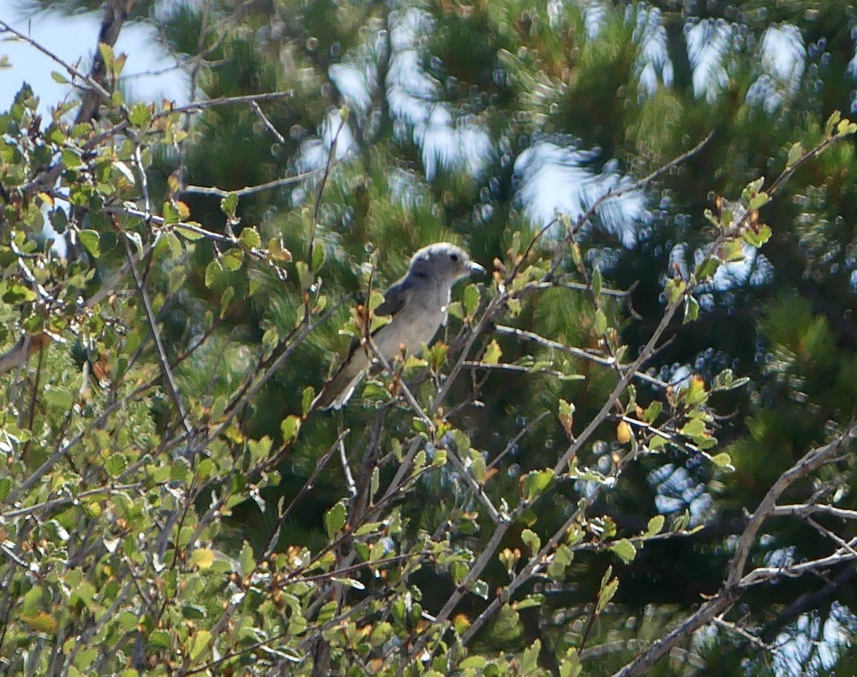 Gray Vireo - ML612543210