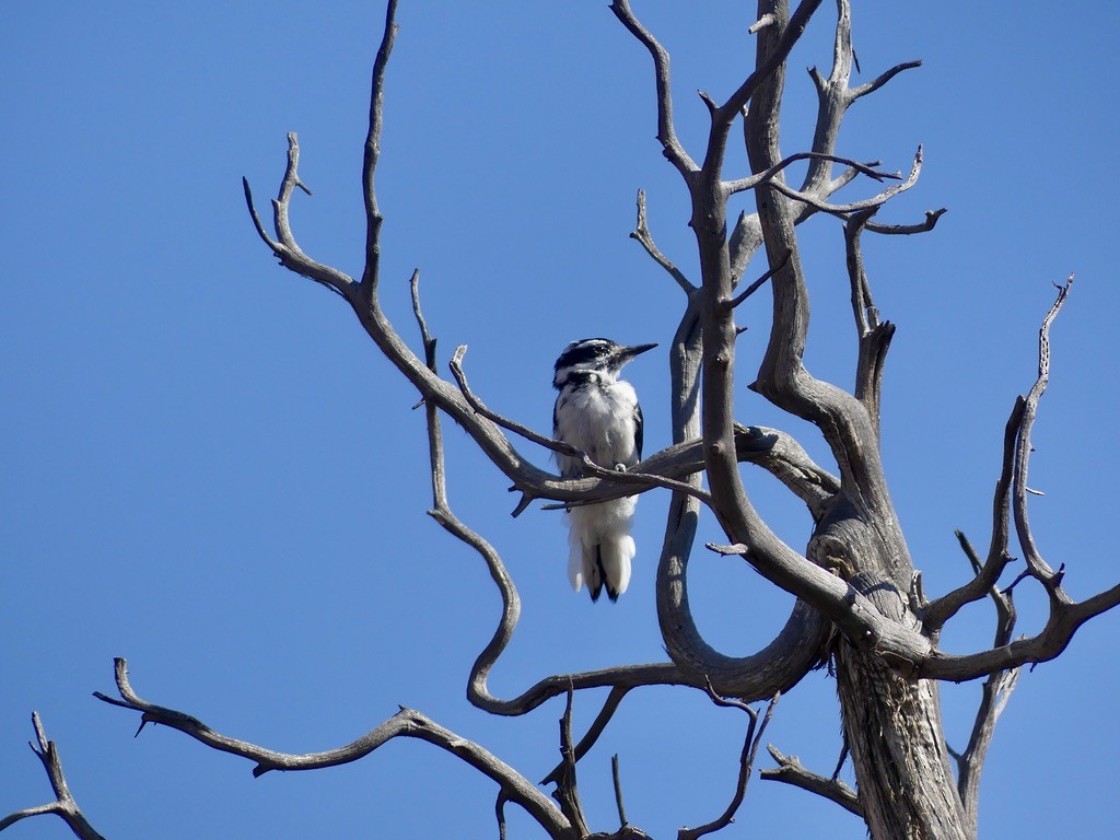 Hairy Woodpecker (Rocky Mts.) - ML612543224