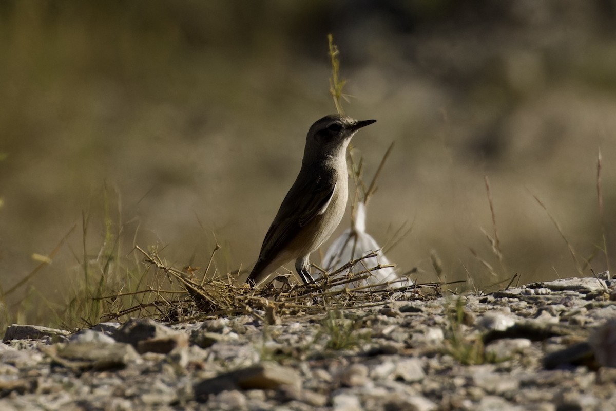 Persian Wheatear - Ted Burkett