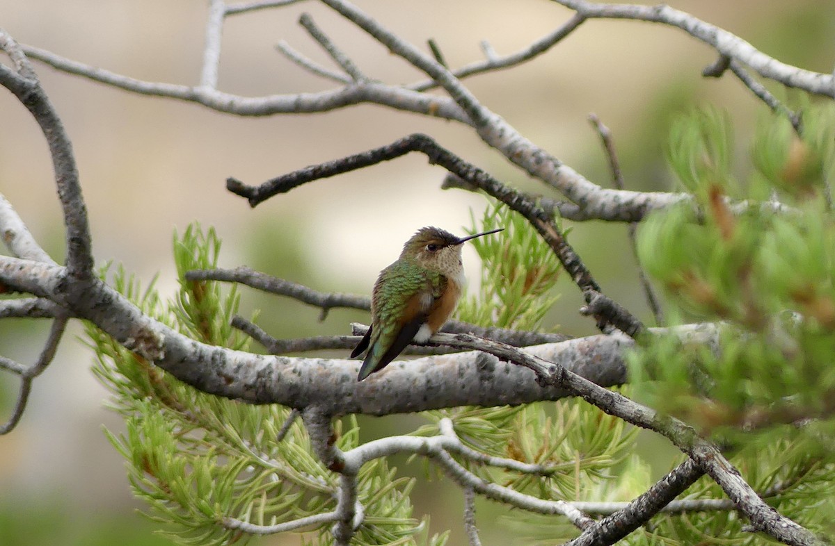 Rufous Hummingbird - ML612543283