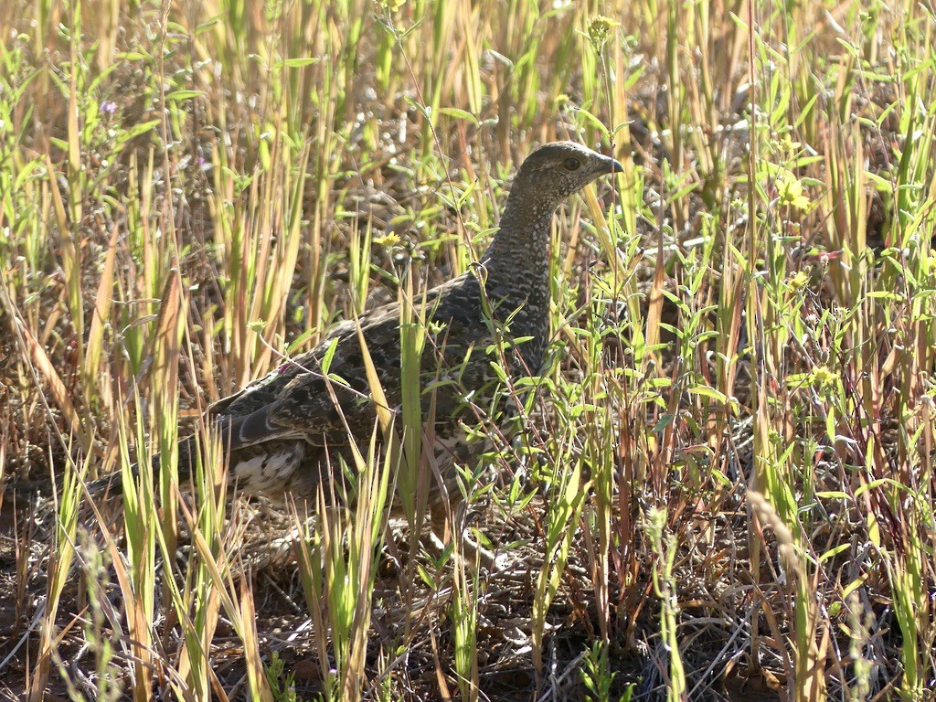 Dusky Grouse - ML612543397