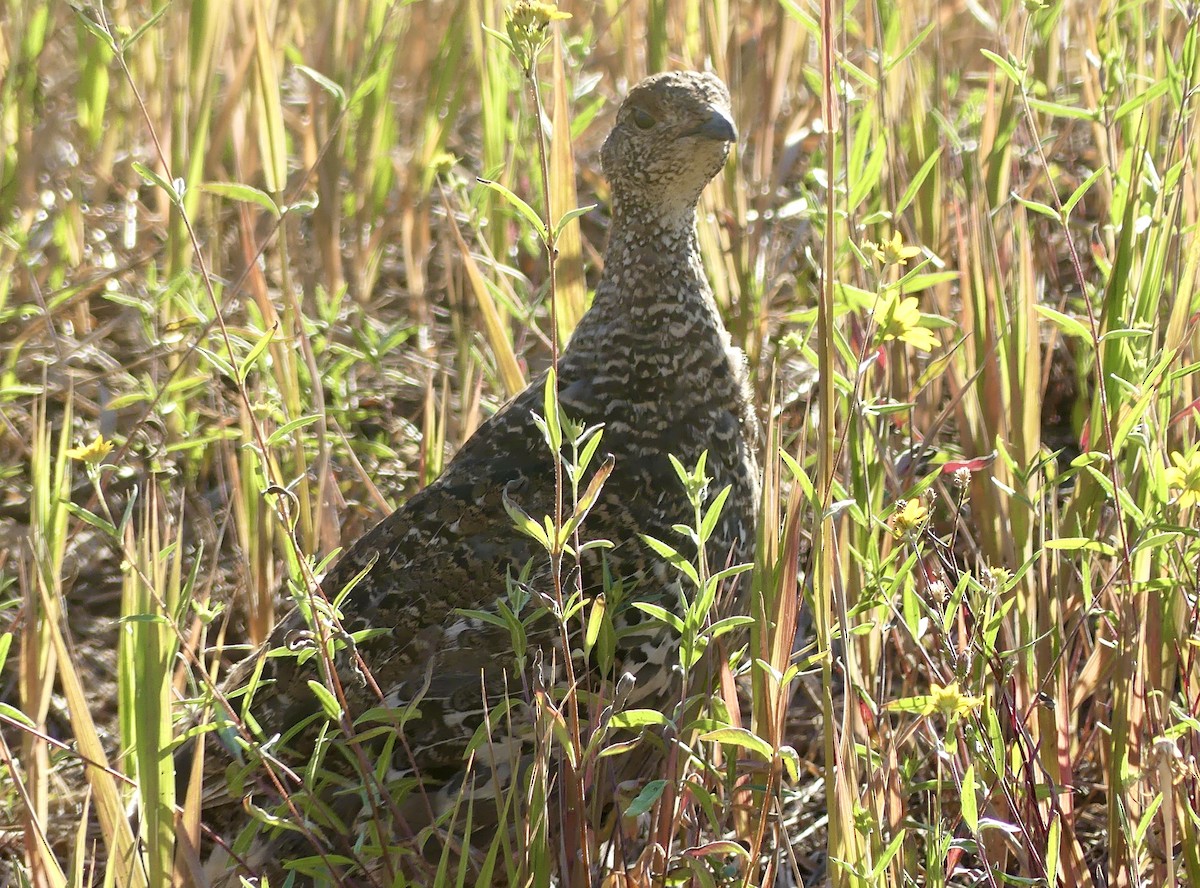 Dusky Grouse - ML612543401