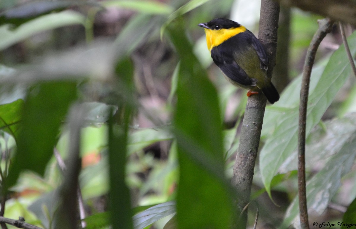 Golden-collared Manakin - ML61254341