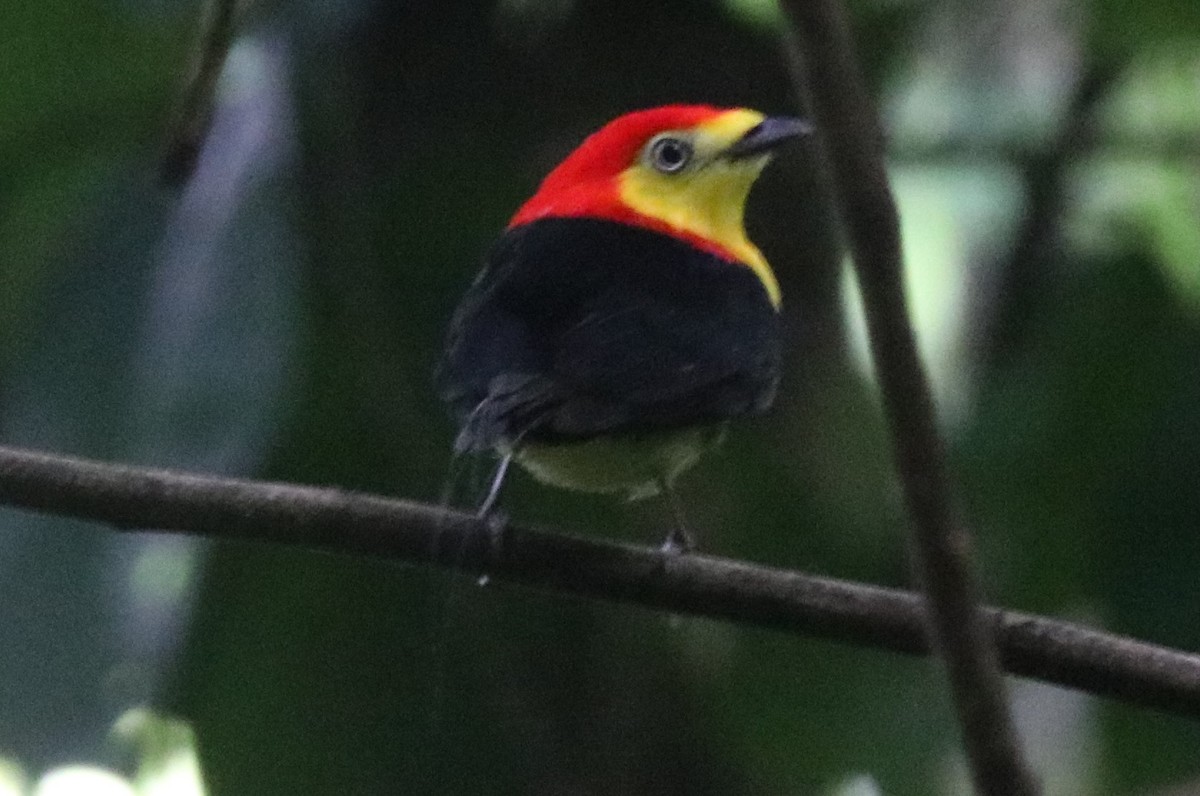 Wire-tailed Manakin - Bob White