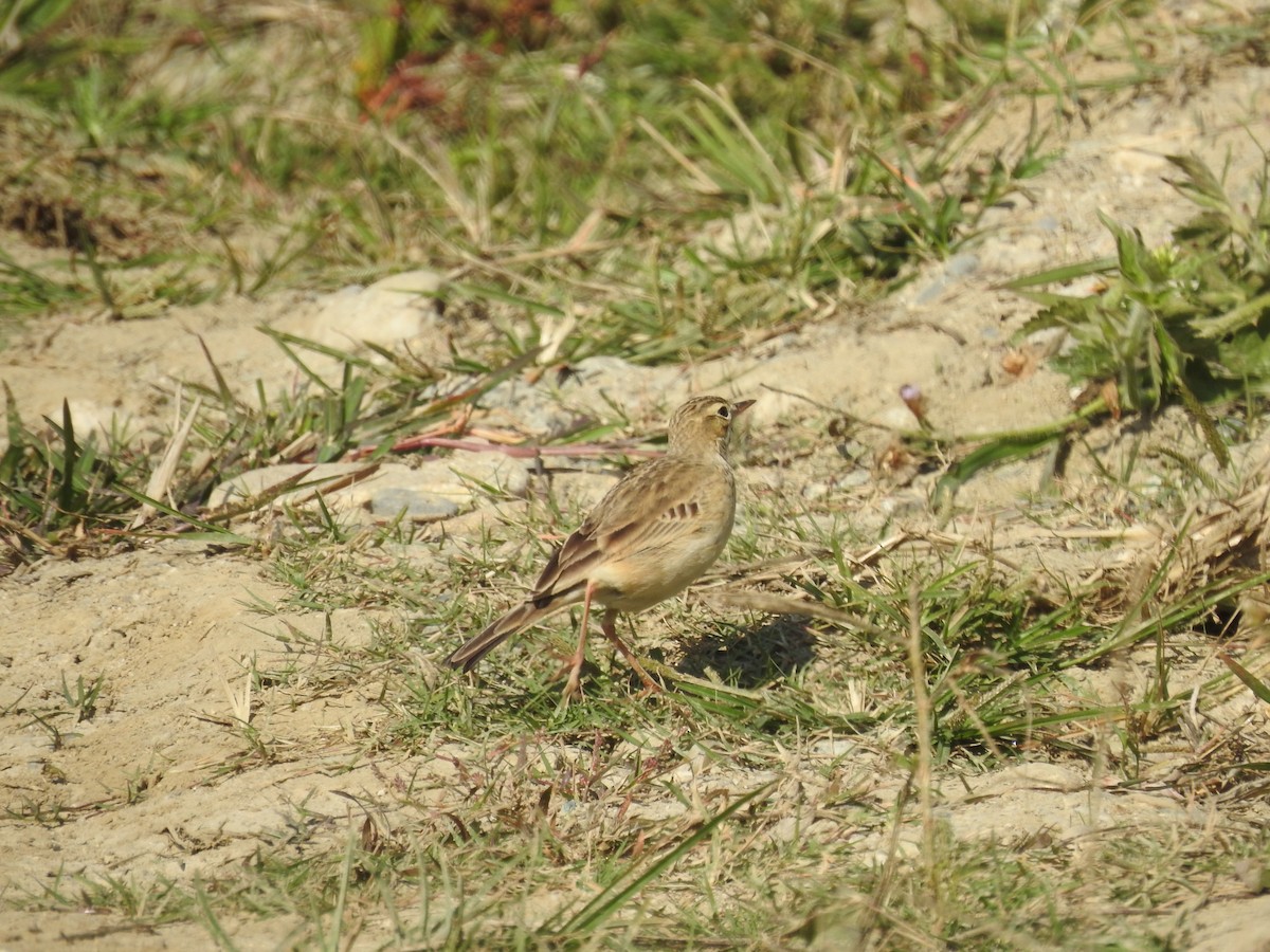 Paddyfield Pipit - ML612543447