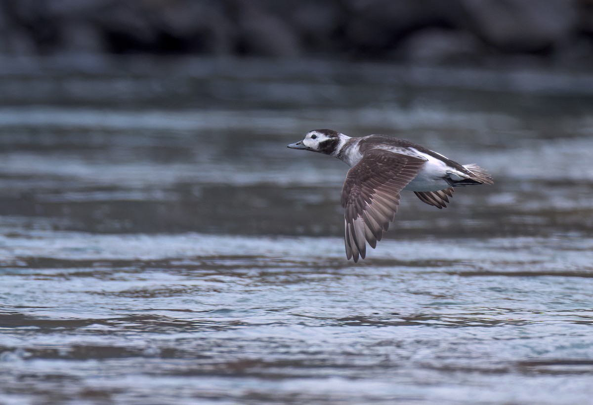 Long-tailed Duck - ML612543454