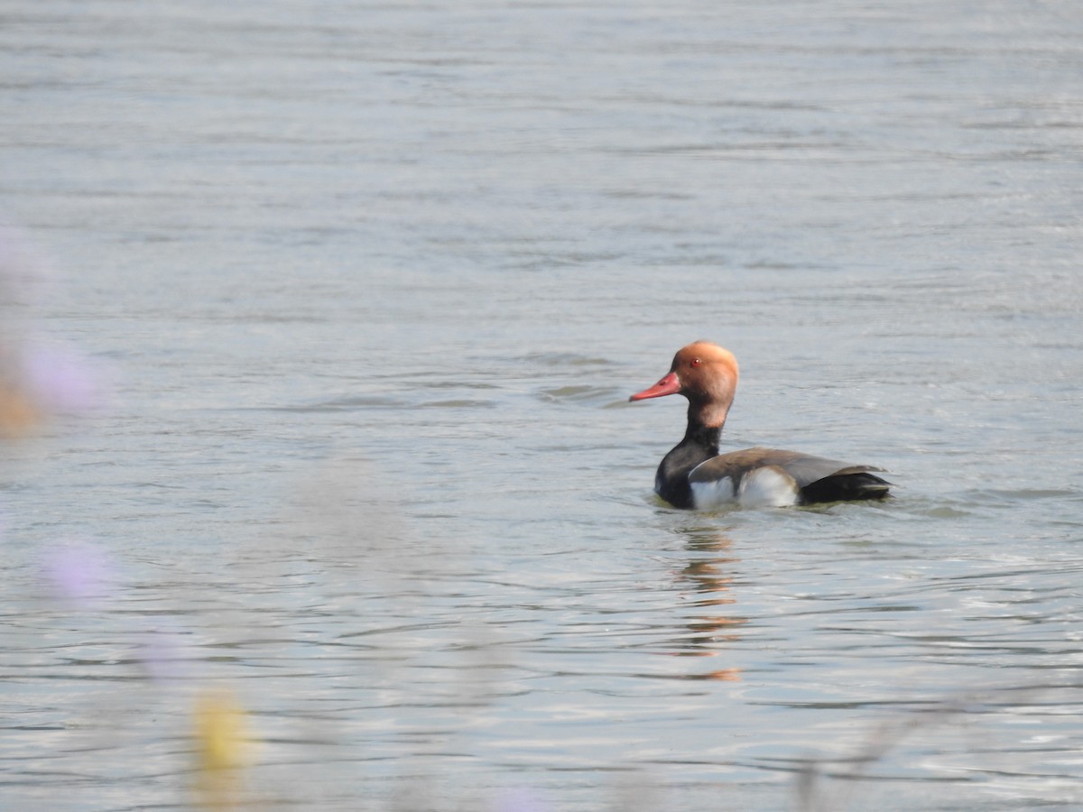 Red-crested Pochard - ML612543460