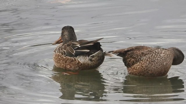 Northern Shoveler - ML612543489