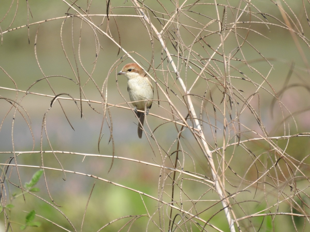 Brown Shrike - ML612543507