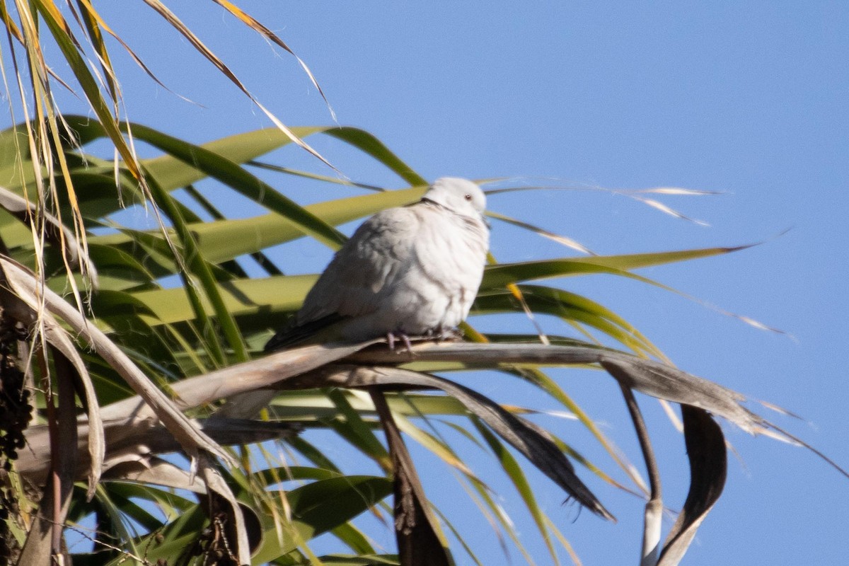 Eurasian Collared-Dove - ML612543558