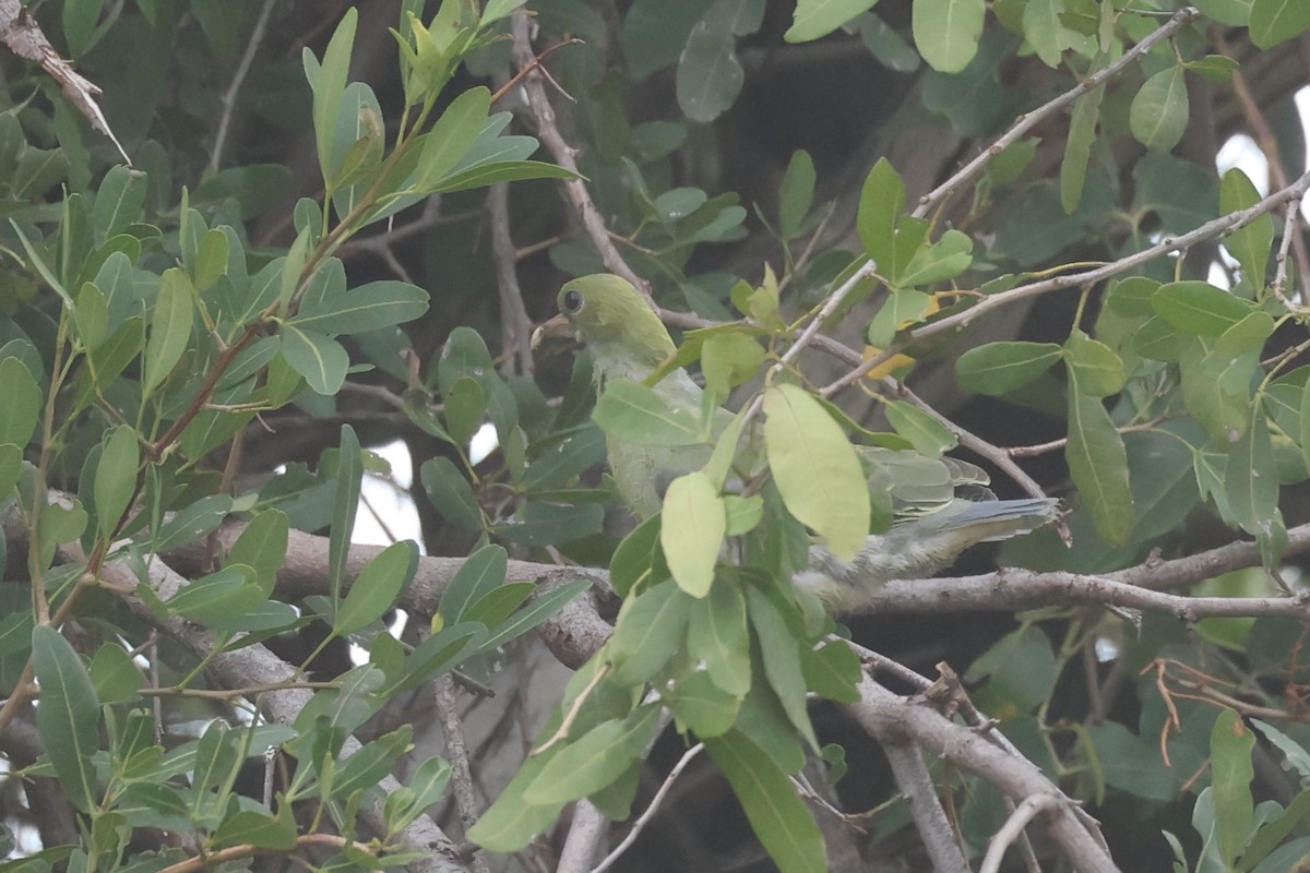 African Green-Pigeon - ML612543609