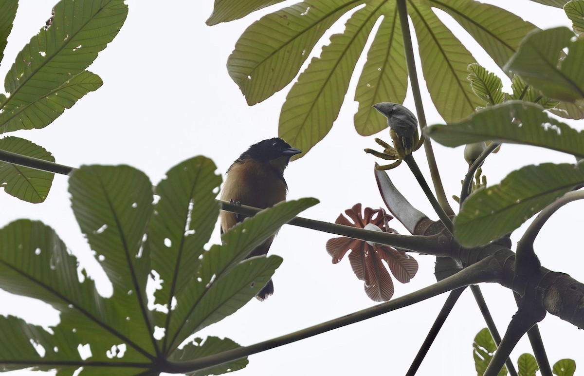 Yellow-crested Tanager - ML612543680