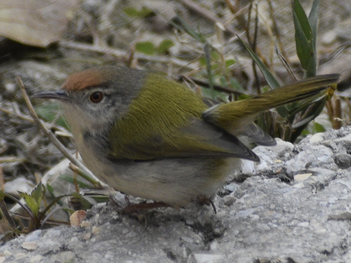 Common Tailorbird - ML612543698