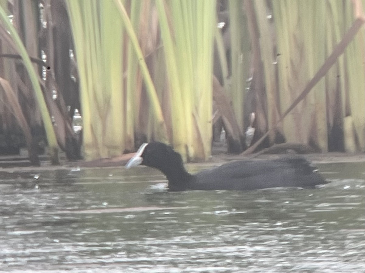 白冠雞 - ML612543833