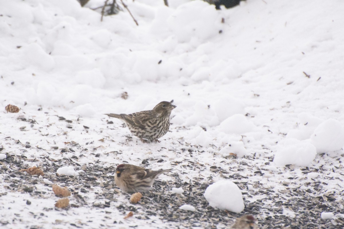 Cassin's Finch - ML612543846