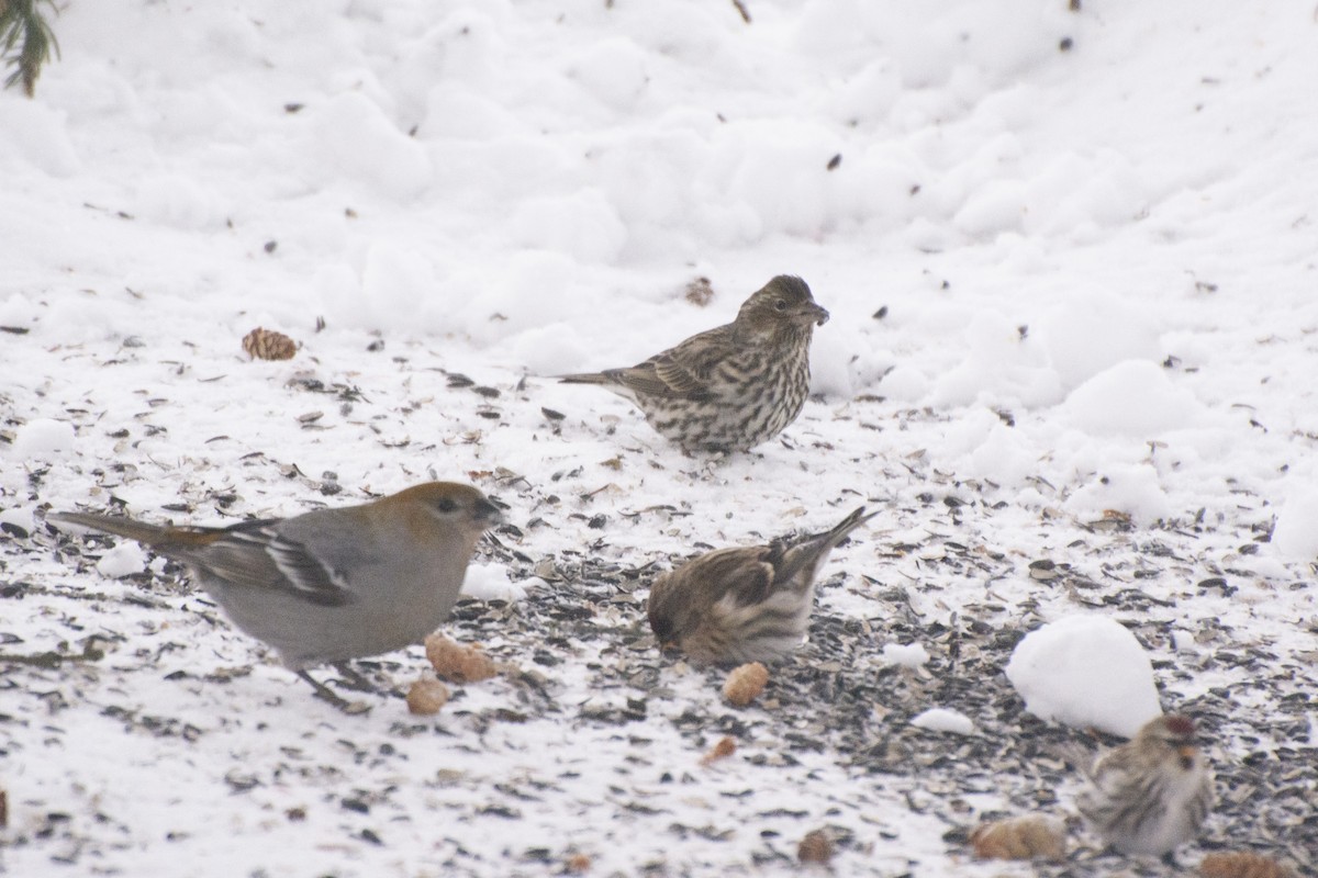 Cassin's Finch - ML612543847