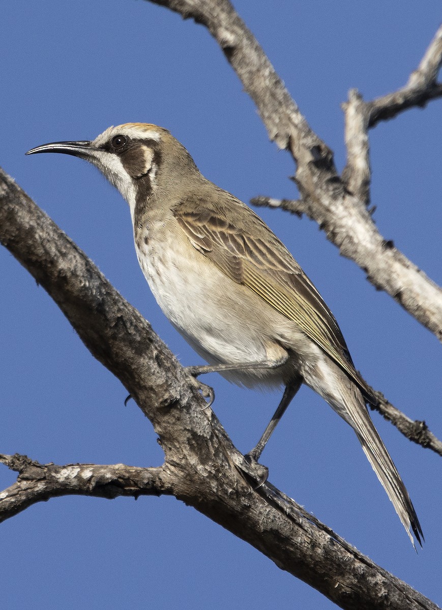 Tawny-crowned Honeyeater - ML612543909