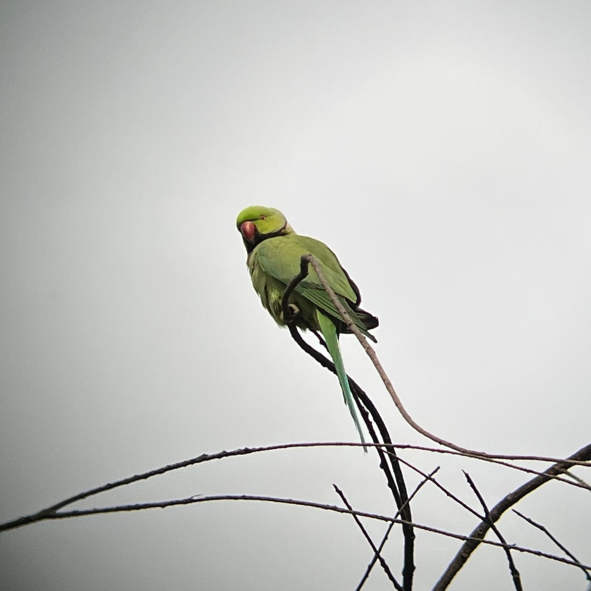 Rose-ringed Parakeet - ML612543920