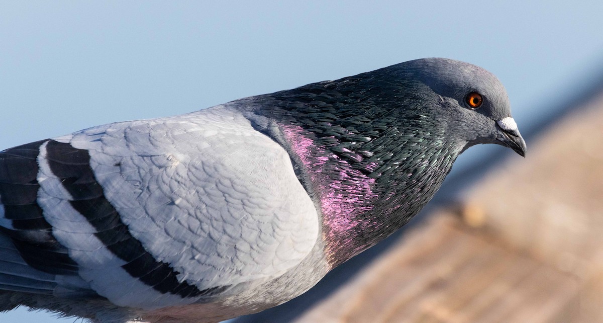 Pigeon biset (forme domestique) - ML612543932