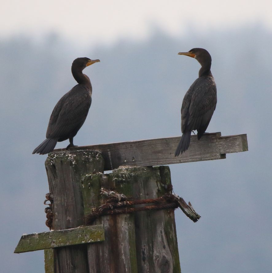 Double-crested Cormorant - ML612543935