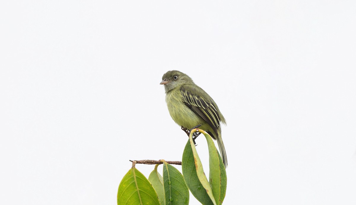 Mishana Tyrannulet - ML612543946