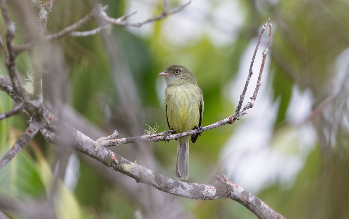 Mishana Tyrannulet - Timo Mitzen