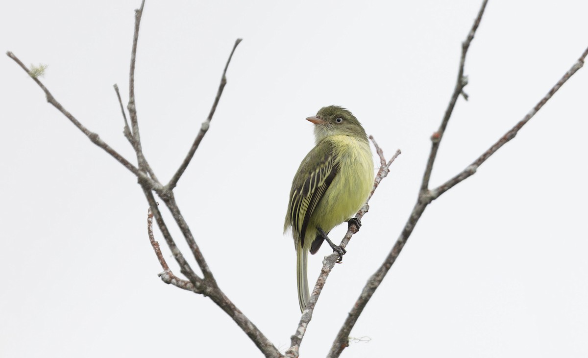 Mishana Tyrannulet - Timo Mitzen