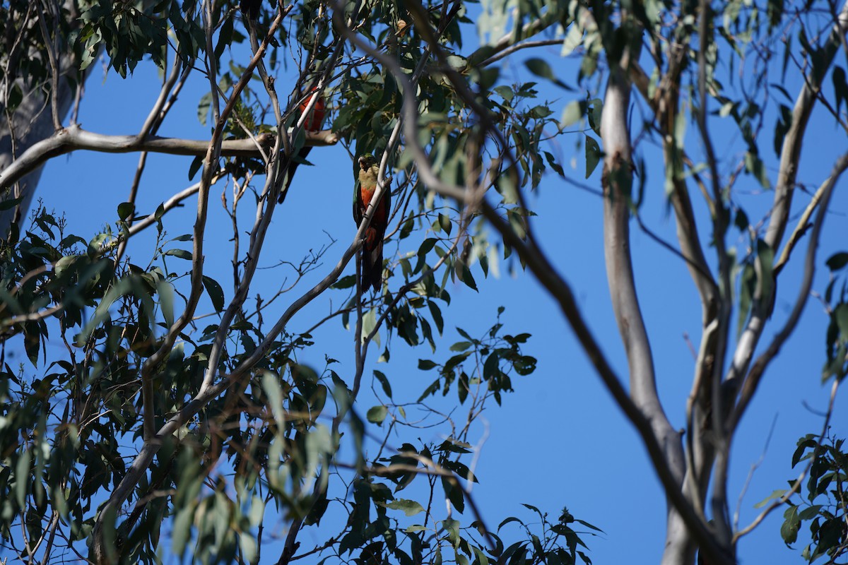 Australian King-Parrot - Davis Lau