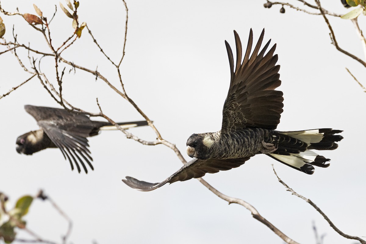 Carnaby's Black-Cockatoo - ML612544054