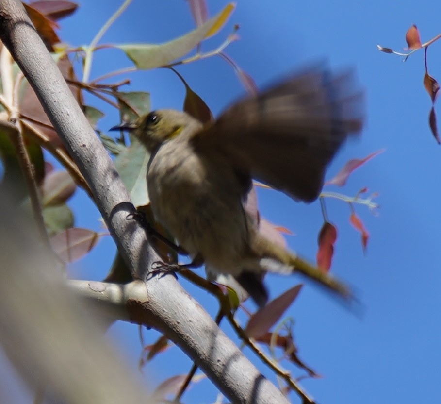 Fuscous Honeyeater - ML612544065