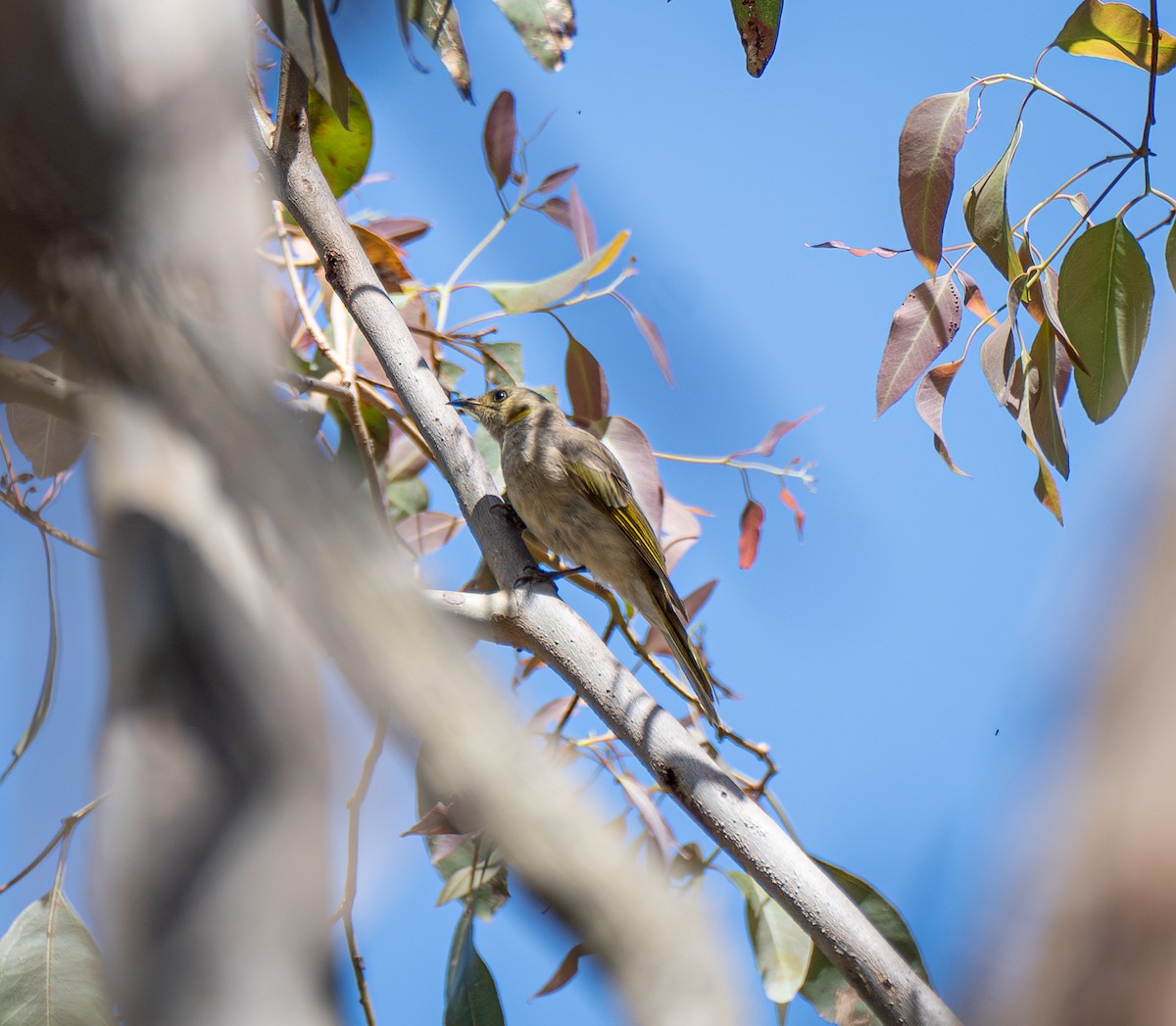 Fuscous Honeyeater - Davis Lau