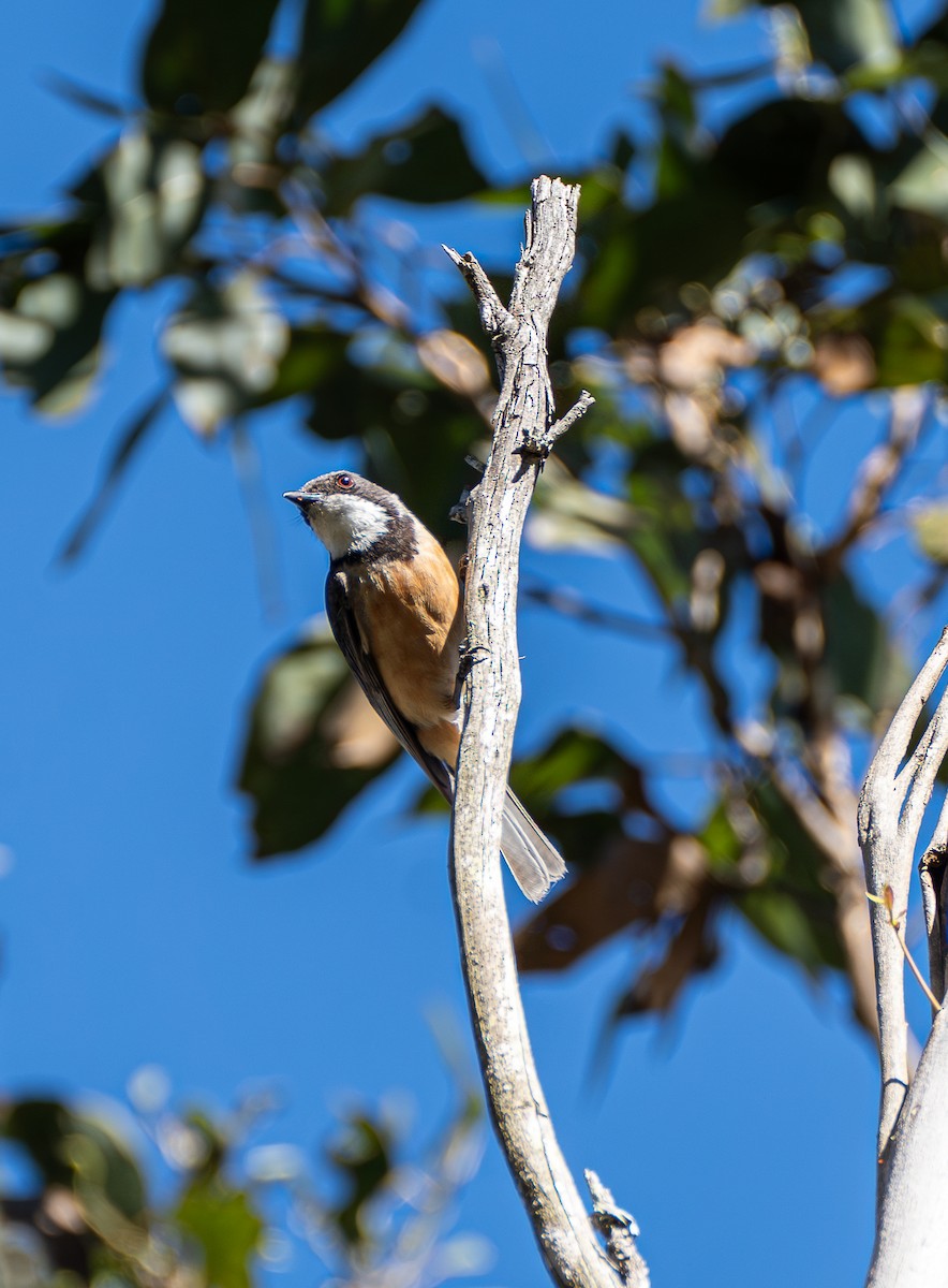 Rufous Whistler - ML612544075