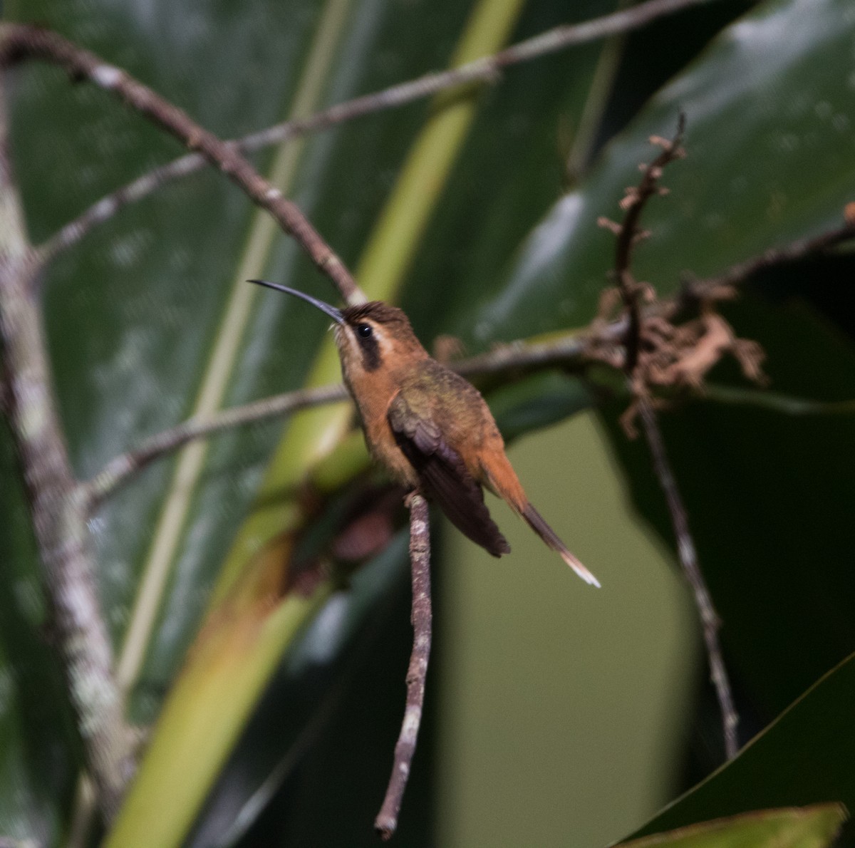 Пестрогорлый колибри-отшельник - ML612544201