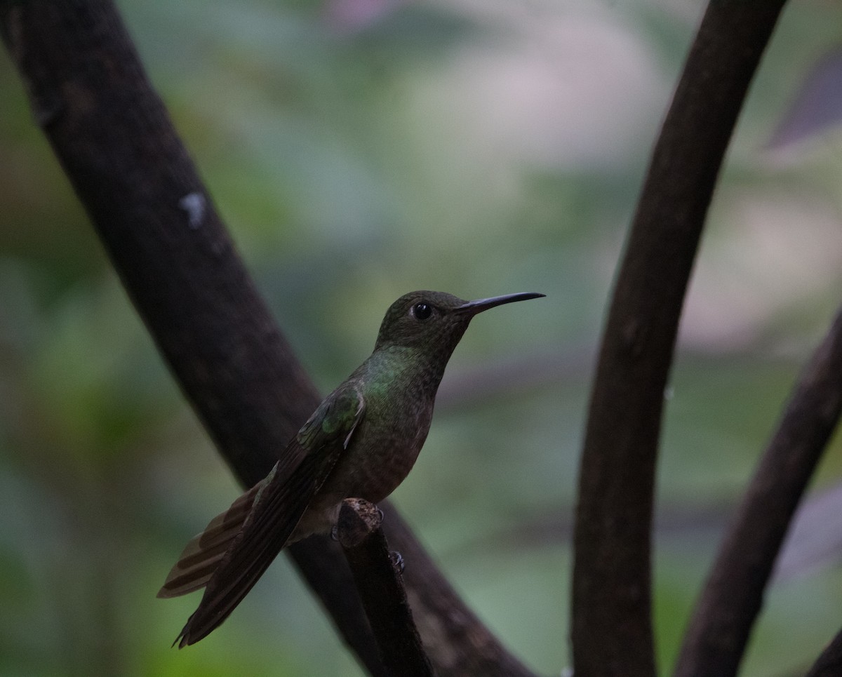 Scaly-breasted Hummingbird - ML612544234