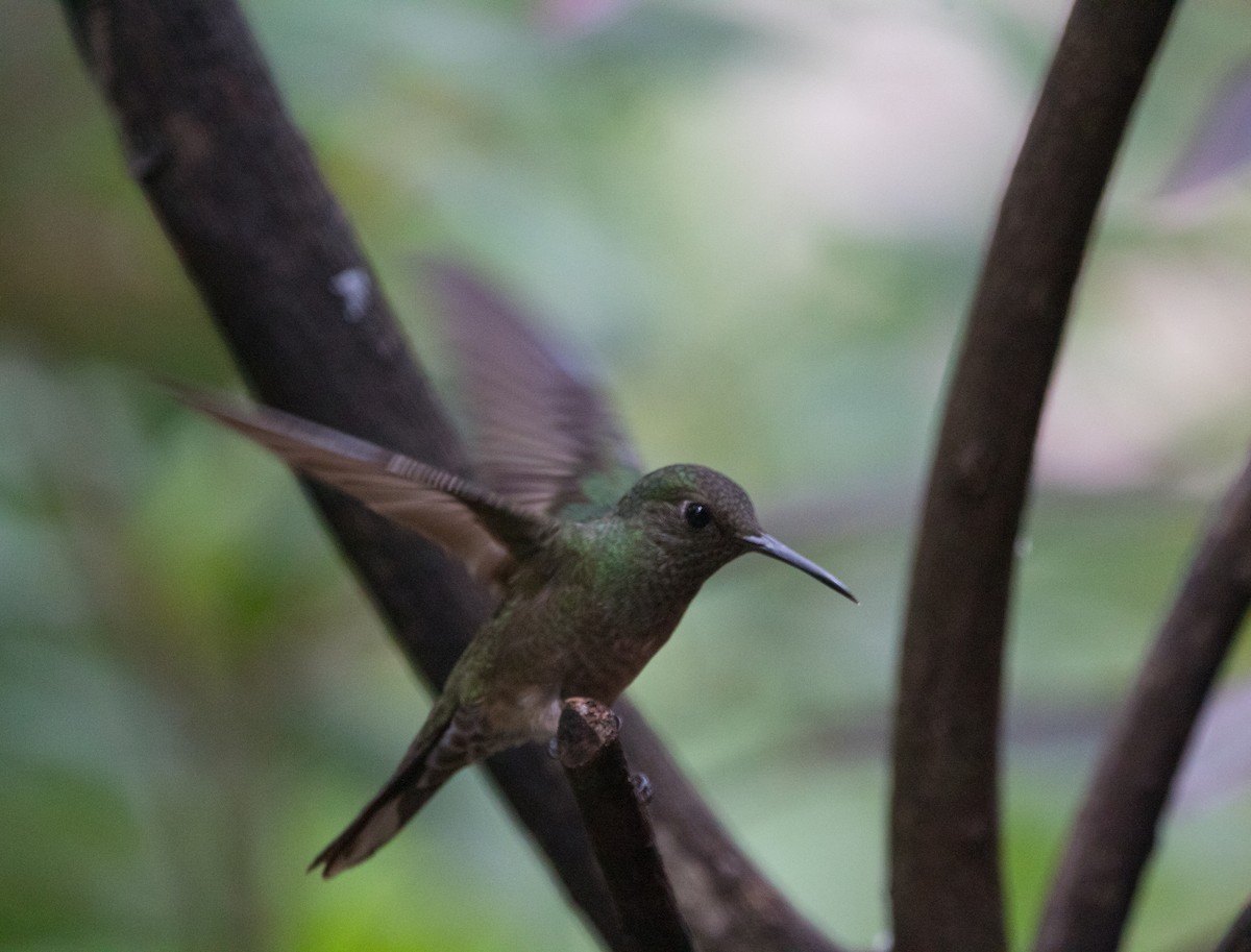 Scaly-breasted Hummingbird - ML612544236