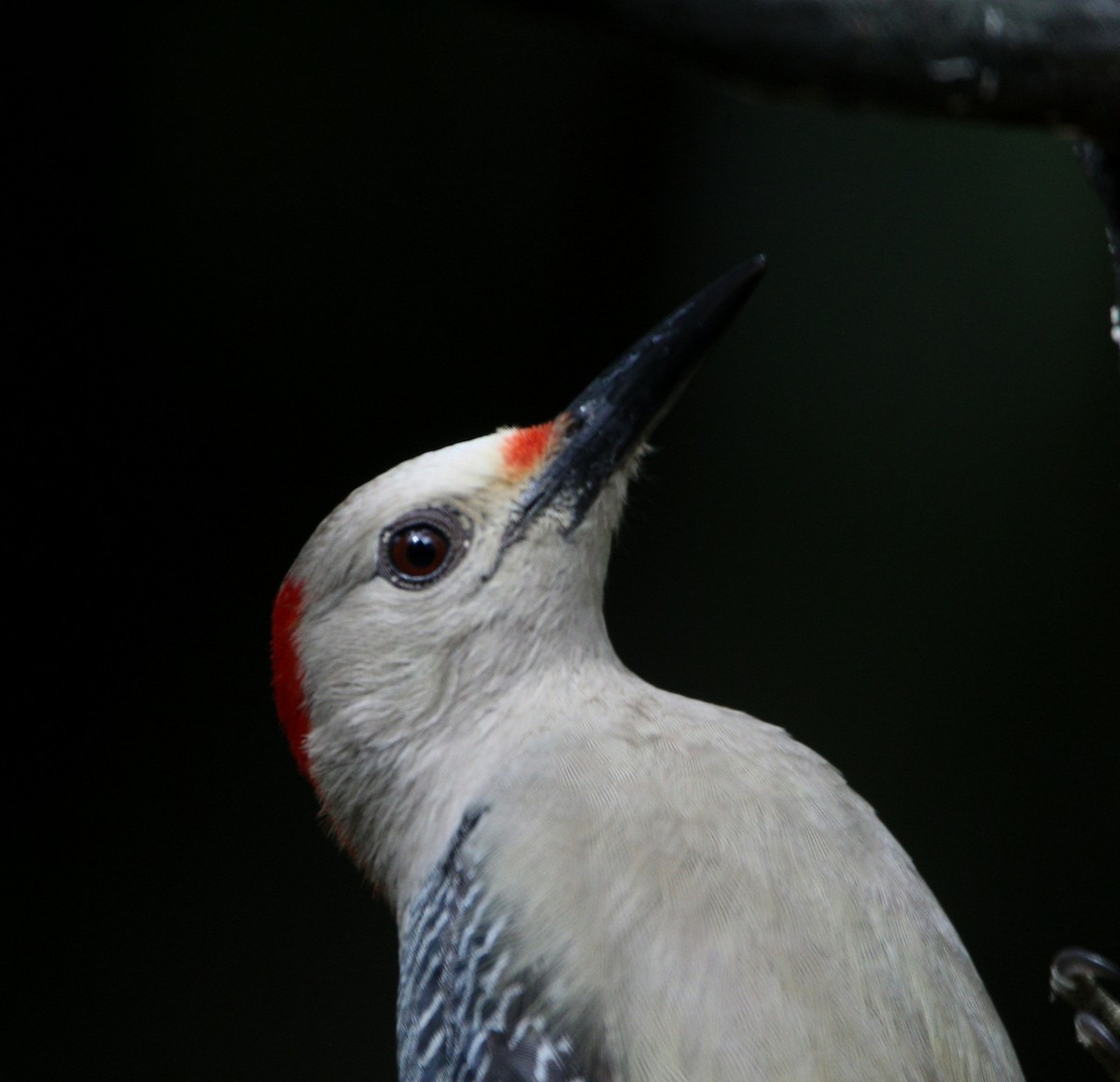 Golden-fronted Woodpecker - ML612544251
