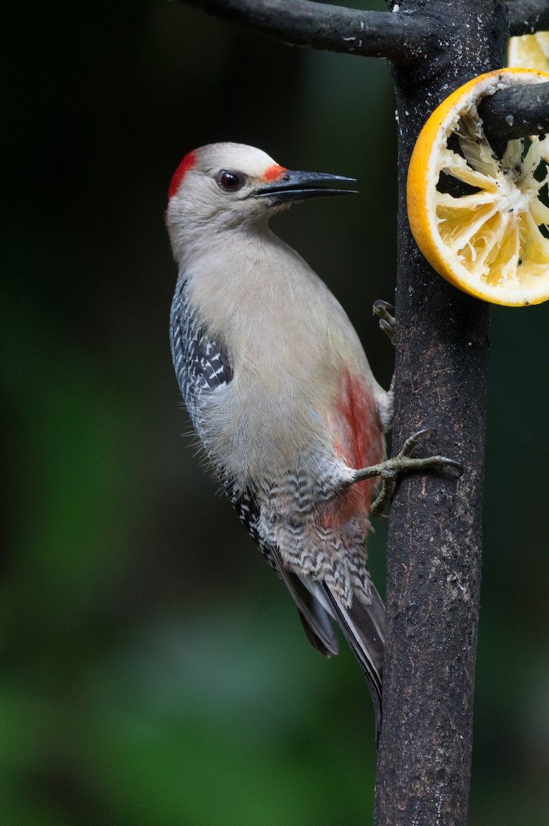 Golden-fronted Woodpecker - Richard Harris