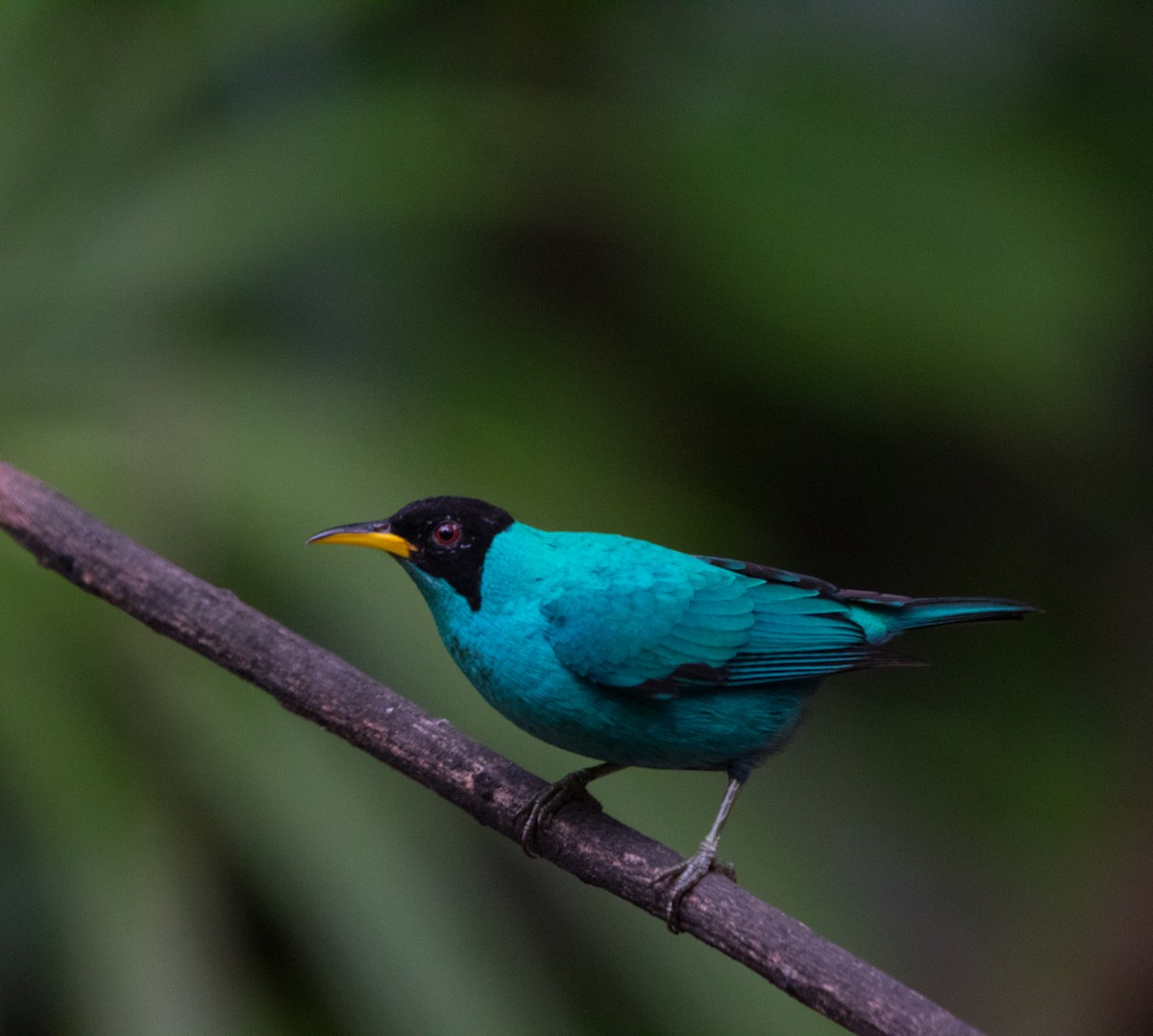 Green Honeycreeper - ML612544367