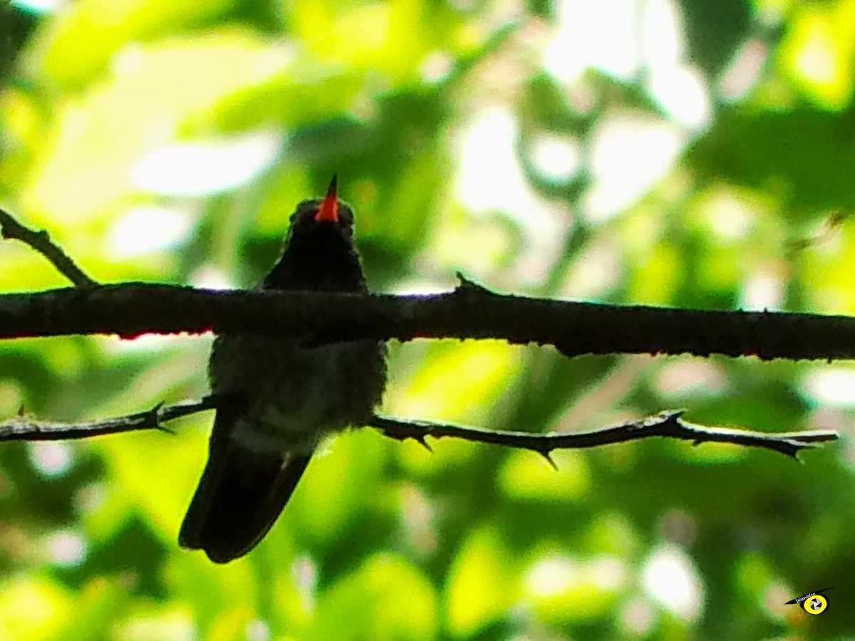 White-eared Hummingbird - ML612544412