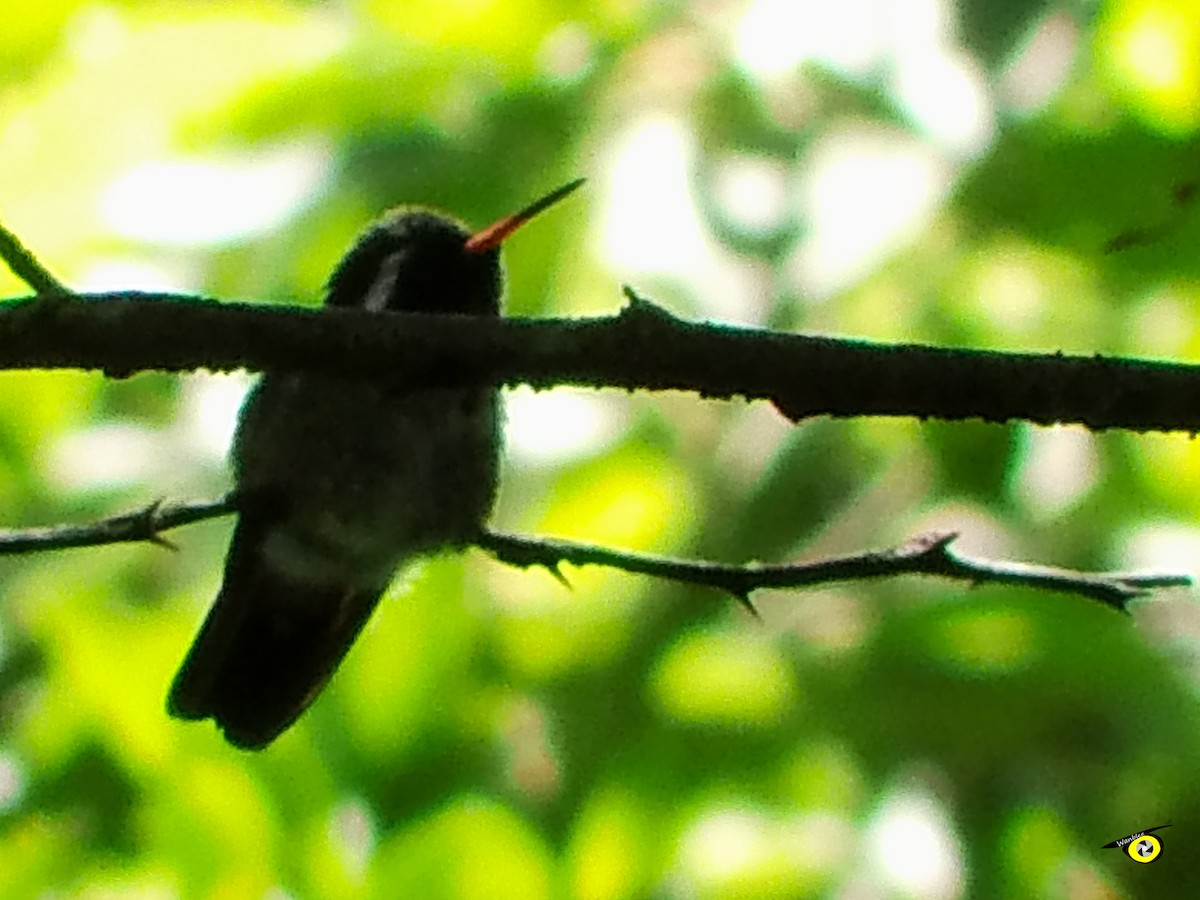 White-eared Hummingbird - ML612544413