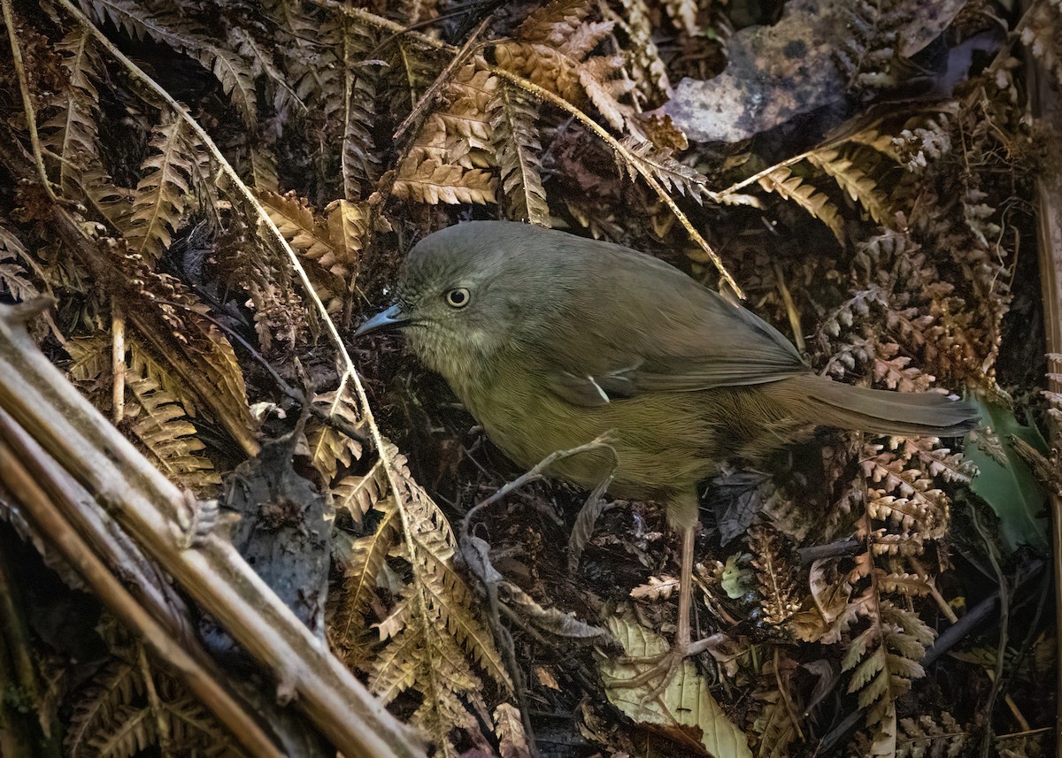 Tasmanian Scrubwren - ML612544491