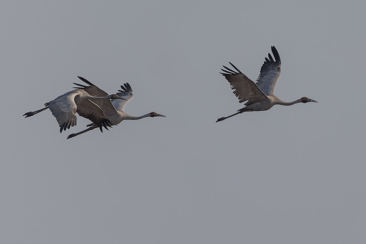 Grue brolga - ML612544498