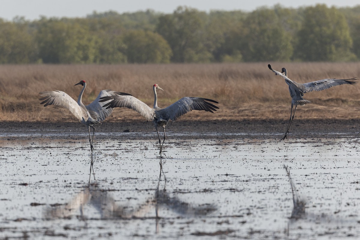 Grulla Brolga - ML612544499