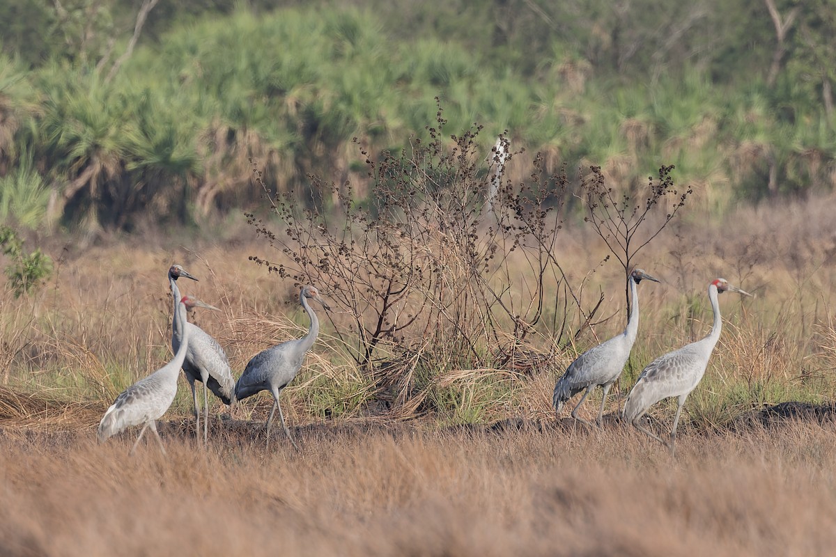 Grue brolga - ML612544500