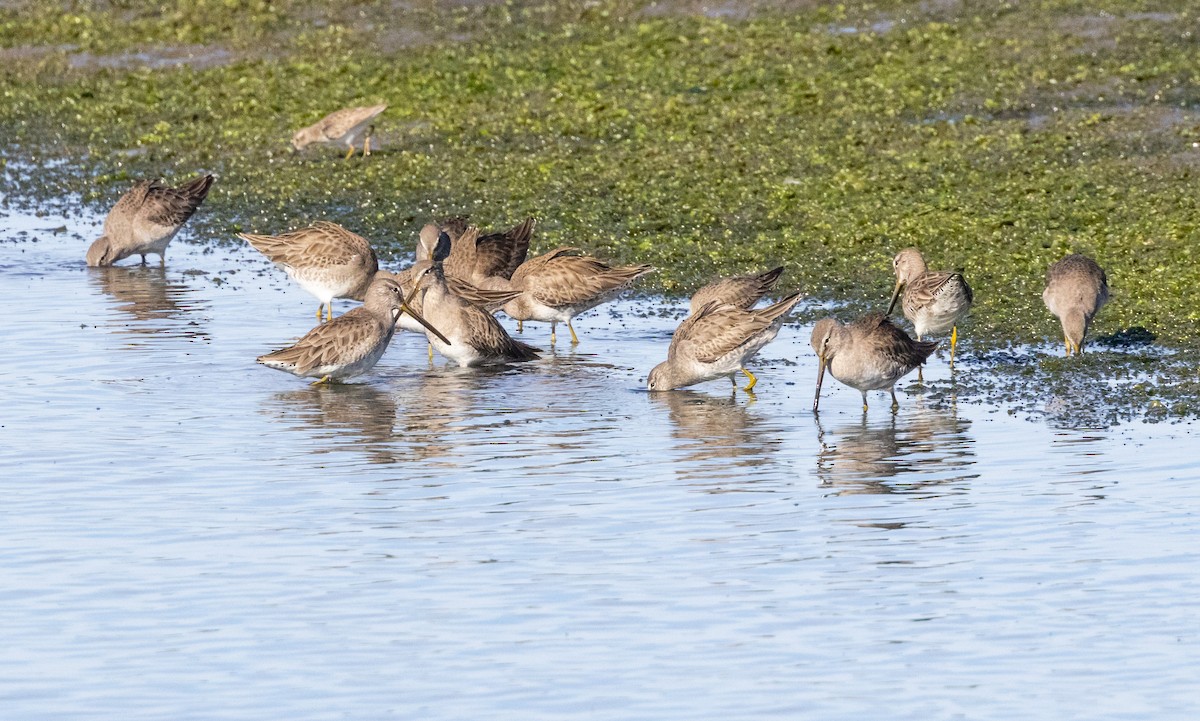 Long-billed Dowitcher - ML612544545