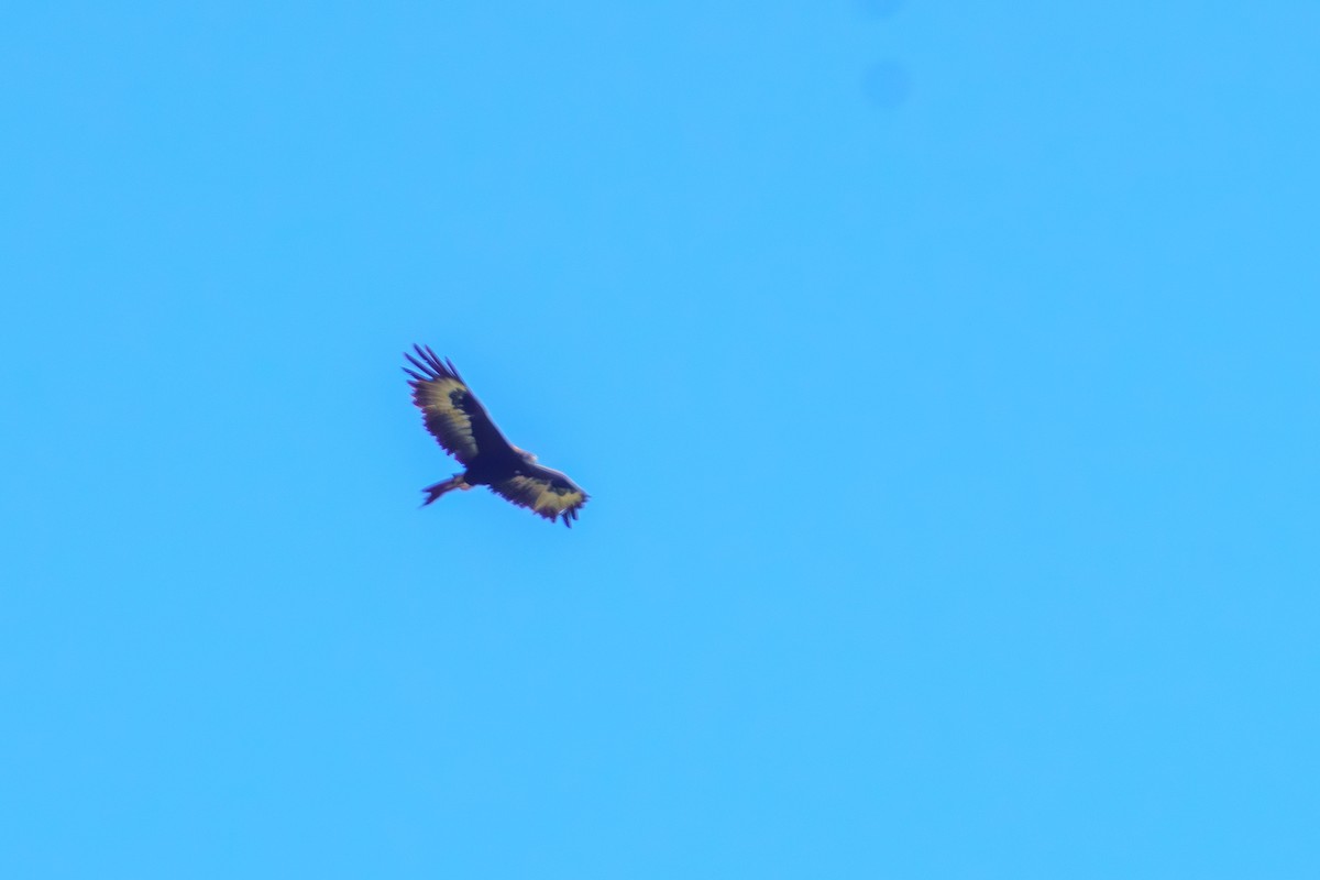 Wedge-tailed Eagle - ML612544549